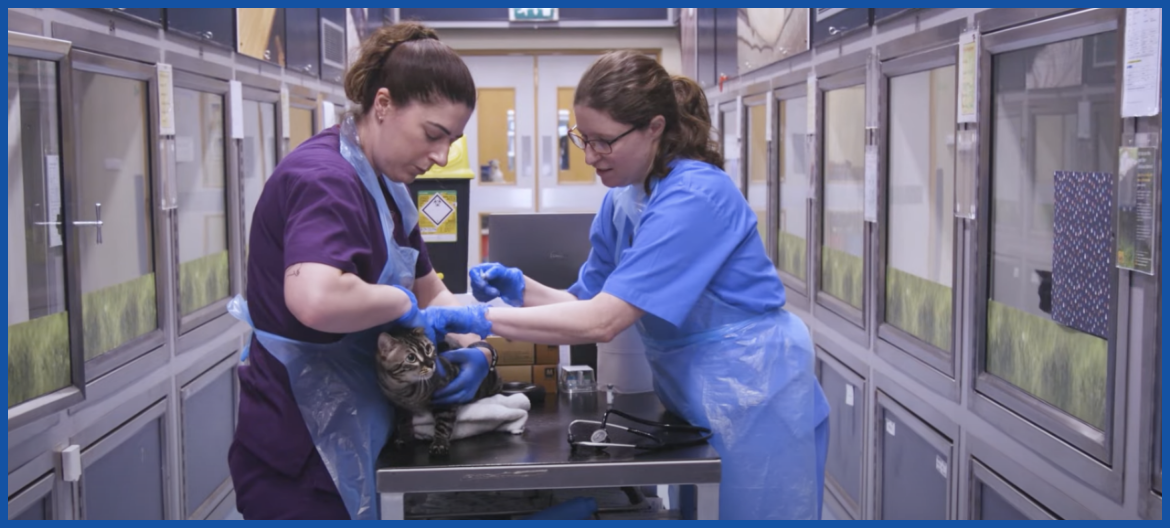 Two vets treating a cat.