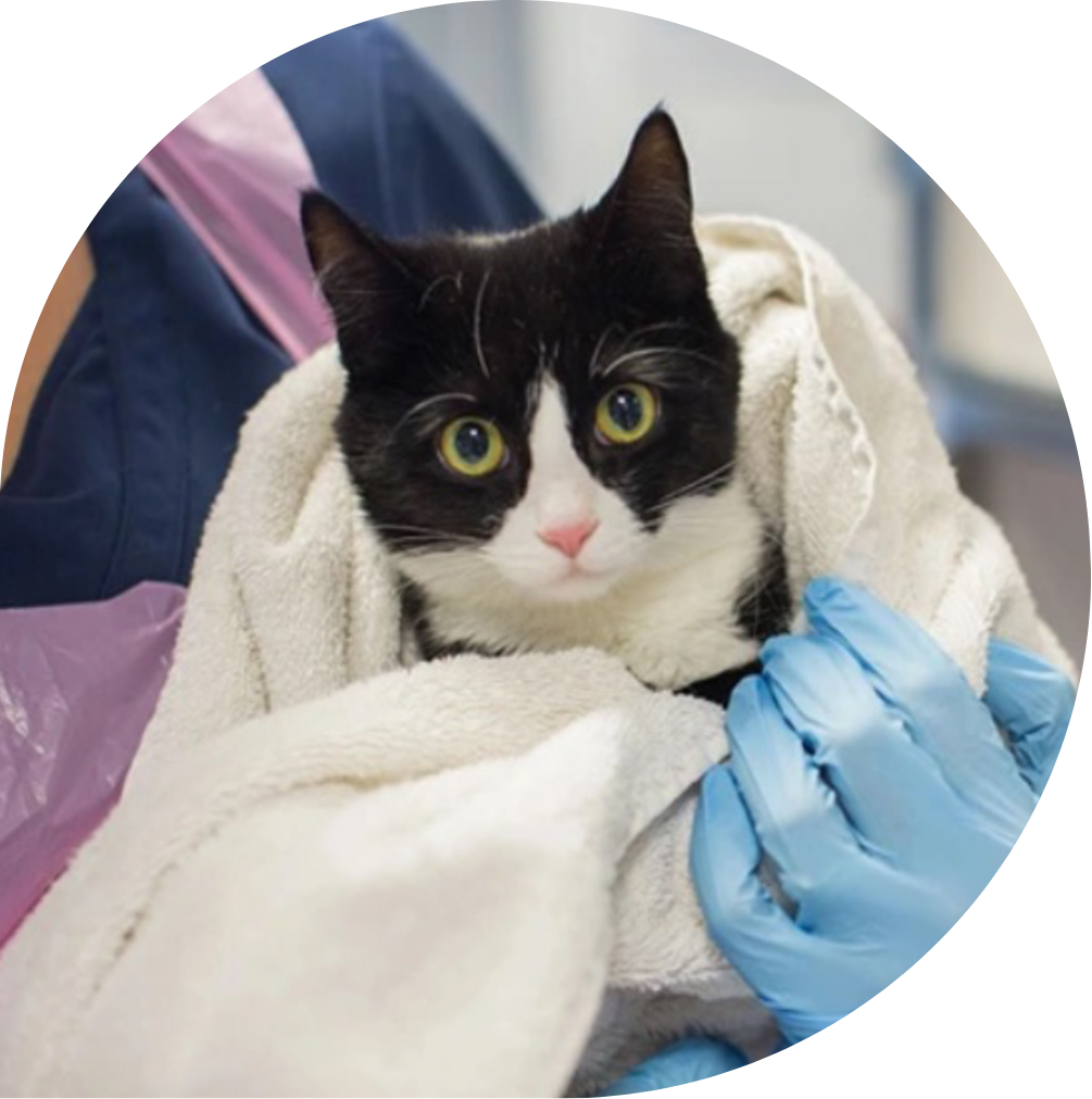 A rescue cat wrapped in a blanket